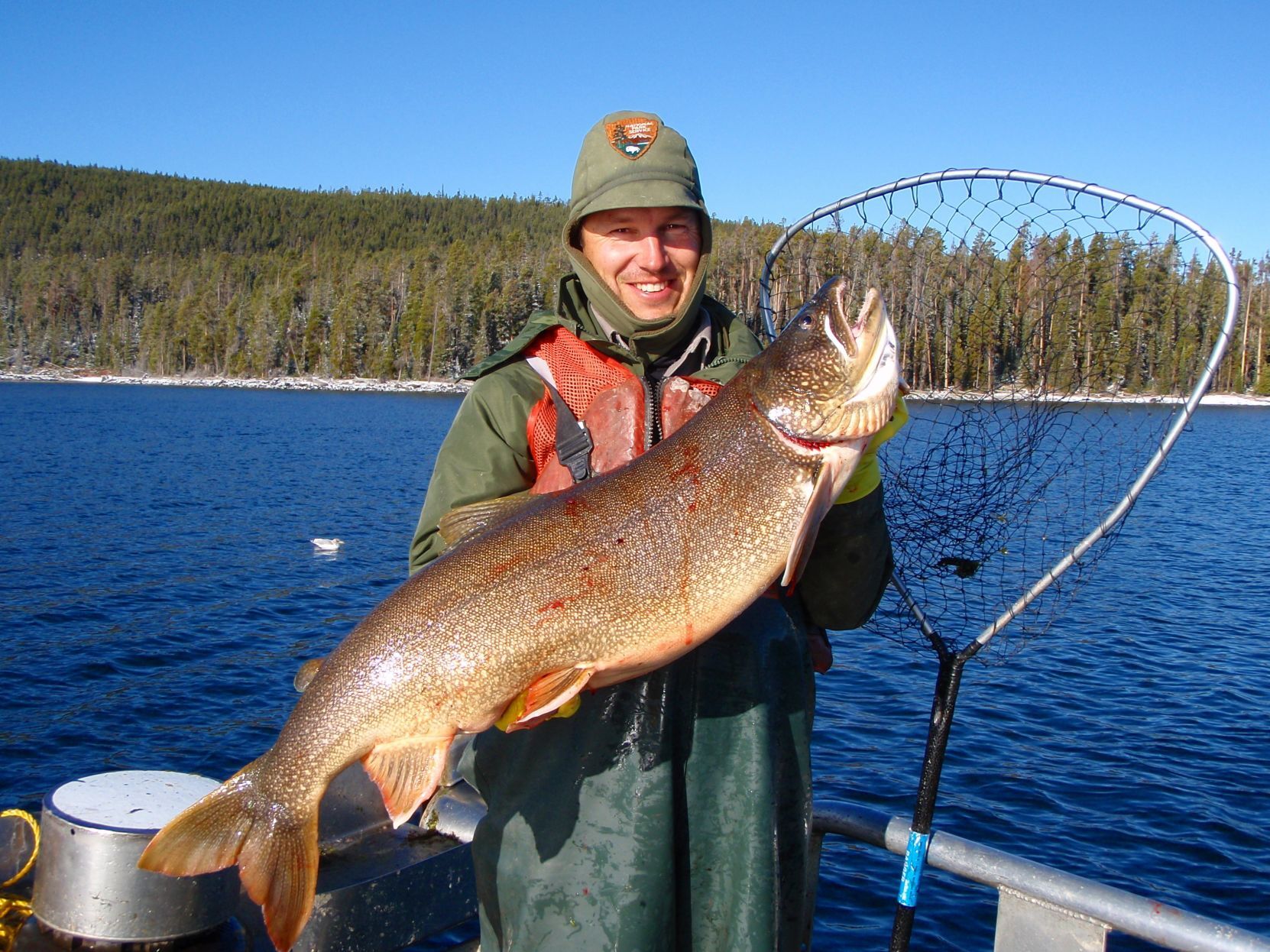 Yellowstone trout